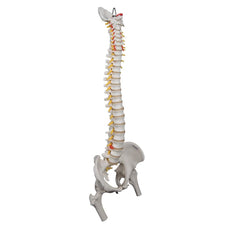 Highly Flexible Spine Model with Femur Heads