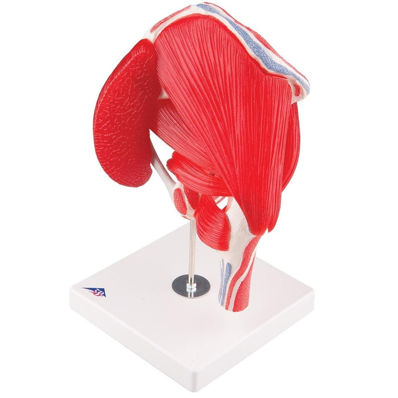 Hip Joint Model with Muscles, 7-part