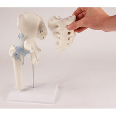 Hip joint model with sacrum and ligaments on stand