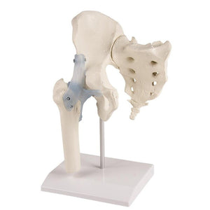 Hip joint model with sacrum and ligaments on stand