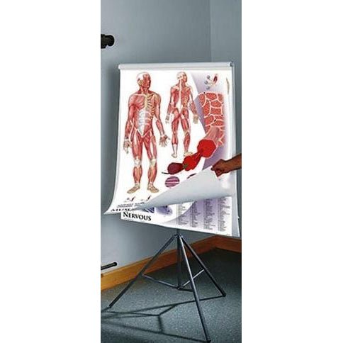 Human Anatomy & Physiology Chart Series - Set on Tripod