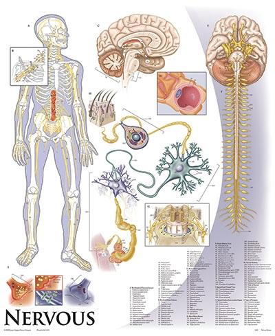 Human Anatomy & Physiology Chart Series - Set on Tripod