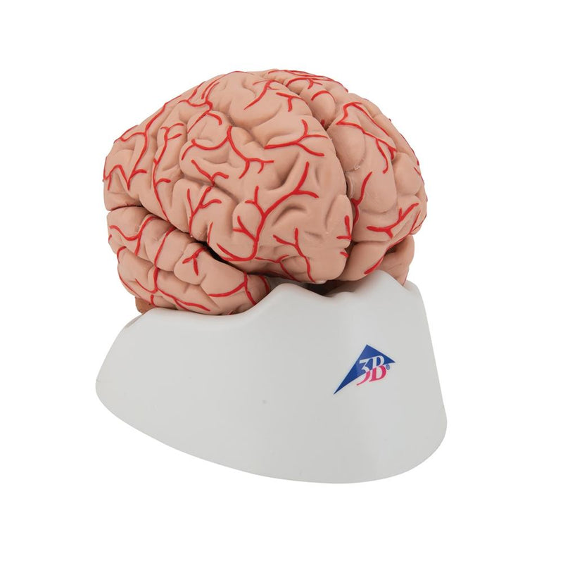 Human Brain Model with Arteries, 9 part