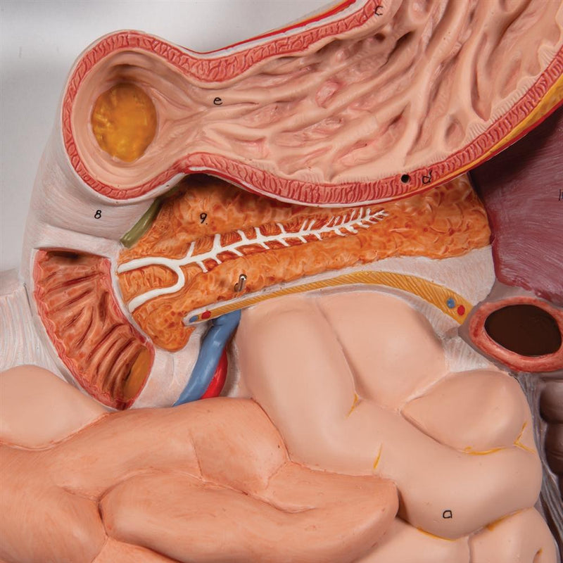 Human Digestive System, 3-part