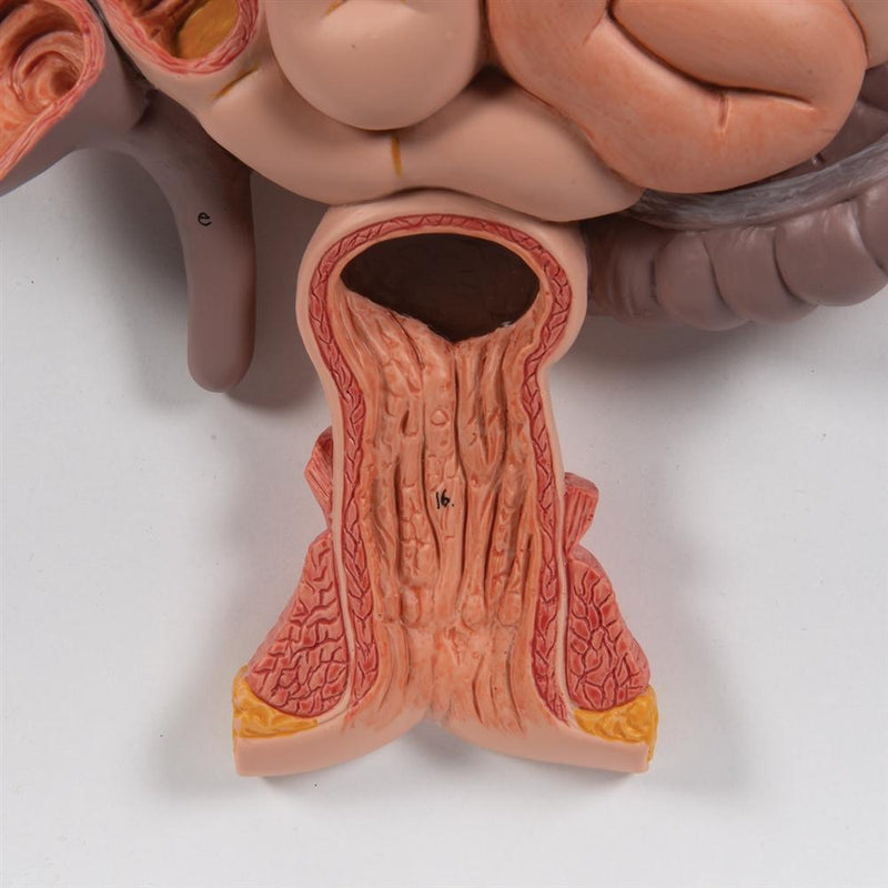 Human Digestive System, 3-part