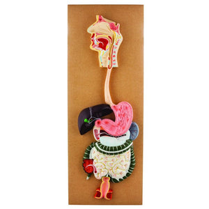 Human Digestive System Model, Life Size - 2 Parts