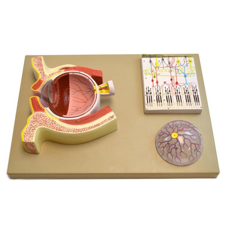 Human Eye Module Human Eye Demonstration Model – GTSimulators.com