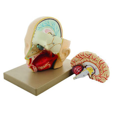 Human Head with Brain Model, 3 Parts