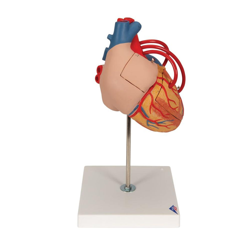 Human Heart Model with Venal Bypass, 2x life-size, 4 part