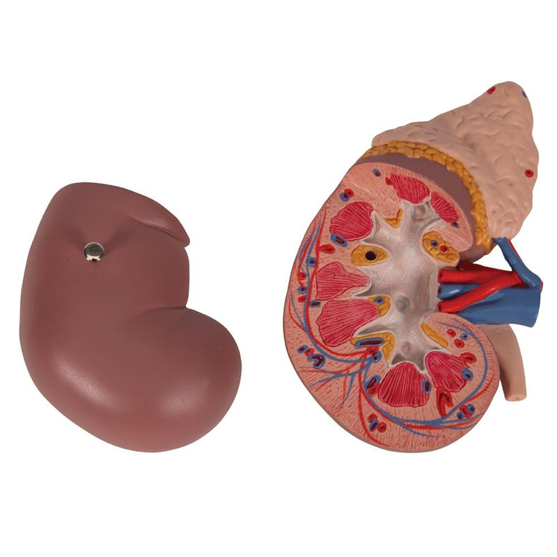 Human Kidney with Adrenal Gland, 2-part
