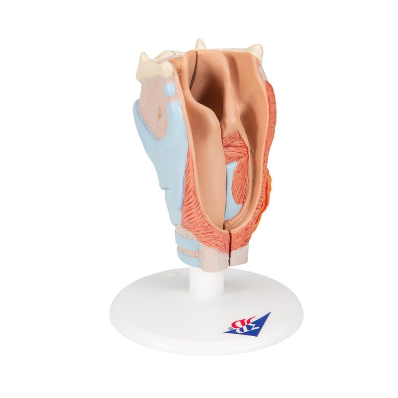 Human Larynx Model, 2-part