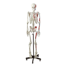 Human Muscular Skeleton Model