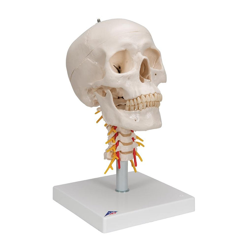 Human Skull Model on Cervical Spine, 4 part