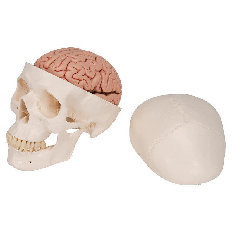 Human Skull Model with 5 part Brain