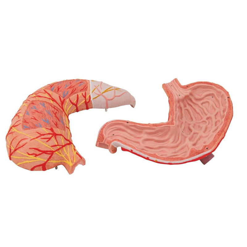 Human Stomach Model, 2-part