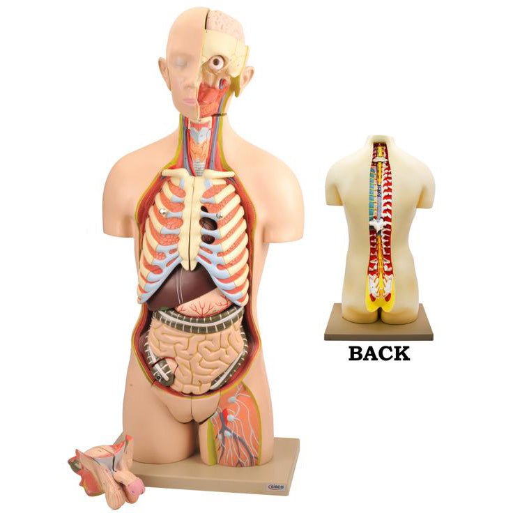 Human Torso with Open Back, 28 Parts