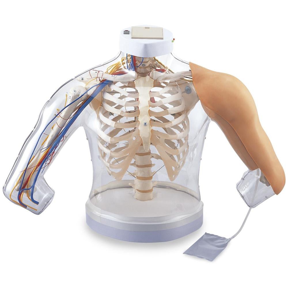 Intramuscular Injection Model of Upper Arm Muscles – GTSimulators.com