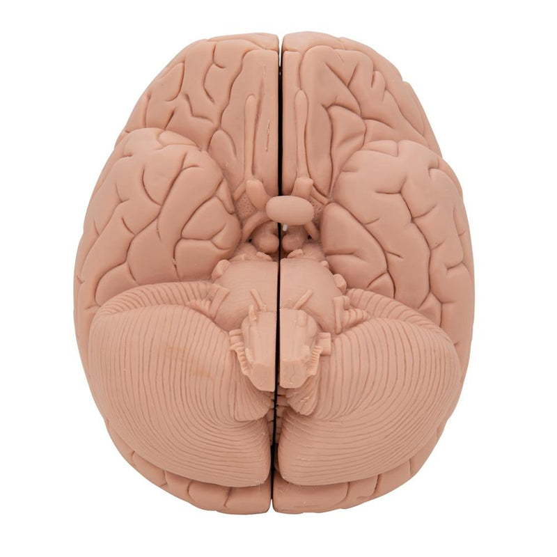 Introductory Brain Model, 2 part