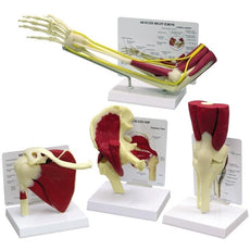 Joint Set Model with Muscles
