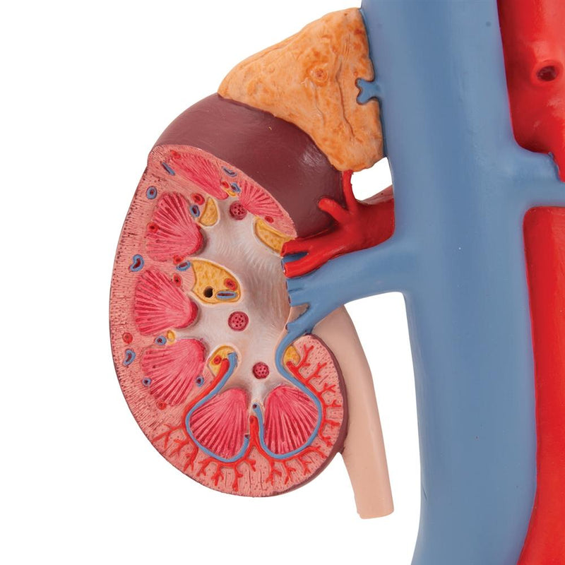 Kidneys Model with Vessels, 2-part