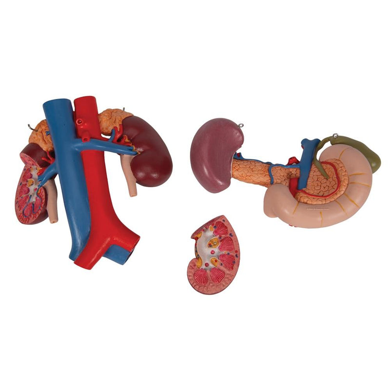 Kidneys with rear organs of the upper abdomen, 3-part