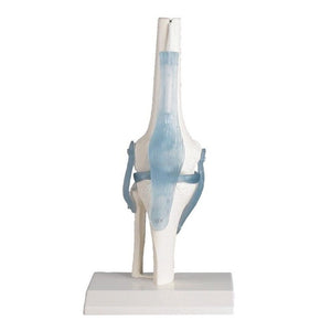 Knee Joint Model With Detachable Ligaments
