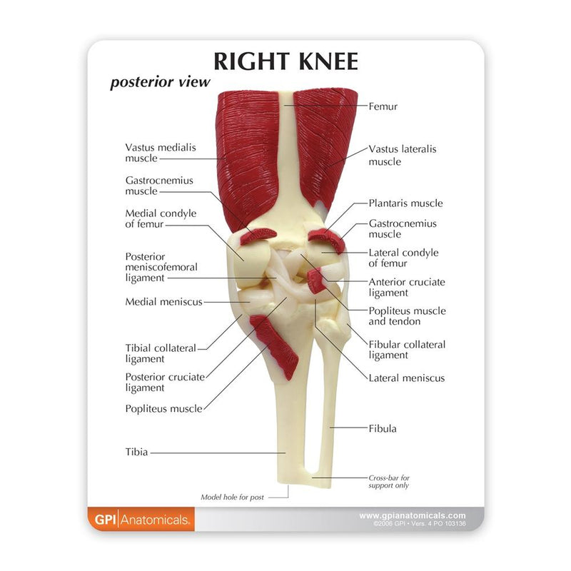 Knee Joint Model with Muscles