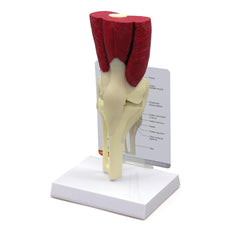 Knee Joint Model with Muscles