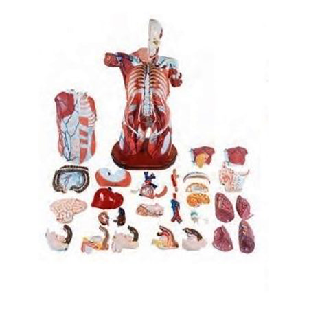 Torso Anatomy Model Human Torso Model | Life Size Torso Model