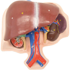 Kyoto Kagaku Liver, Spleen and Kidney Model