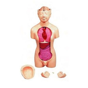 Kyoto Kagaku Torso Dissection Advanced Hands-on Model