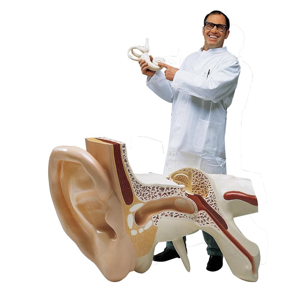 The Worlds Largest Ear Model, 15 times full-size, 3-part VJ510 ...