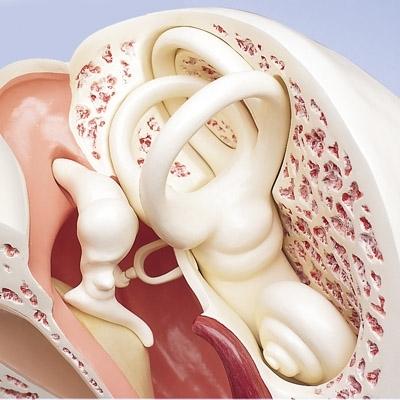 The Worlds Largest Ear Model, 15 times full-size, 3-part VJ510 ...