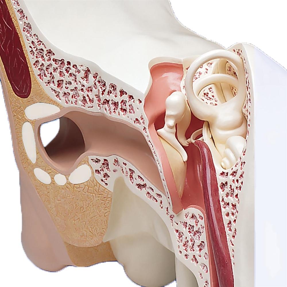 Large Ear Model Labeled The Worlds Largest Ear Model, 15 times full-size, 3-part VJ510 ...