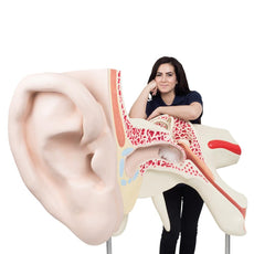 Large Ear Model, 15x full-size, 3-part