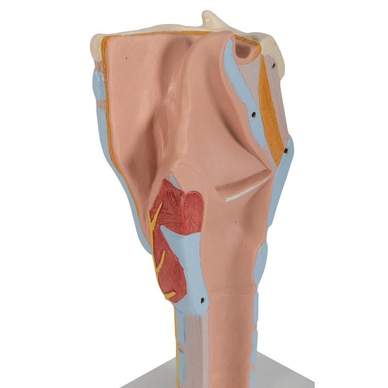 Larynx Model, 2x full-size, 7-part
