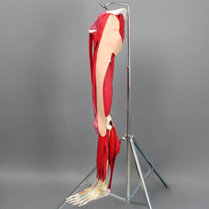 Leg Muscle Model with Nerves and Vessels
