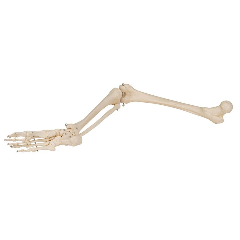 Leg Skeleton Wire Mounted