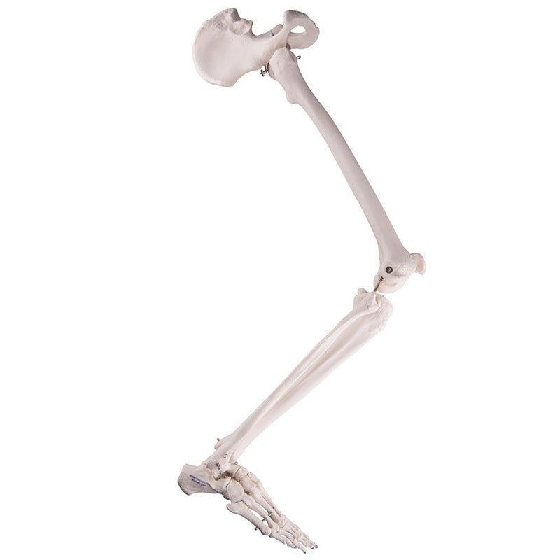 Leg Skeleton with Hip Bone
