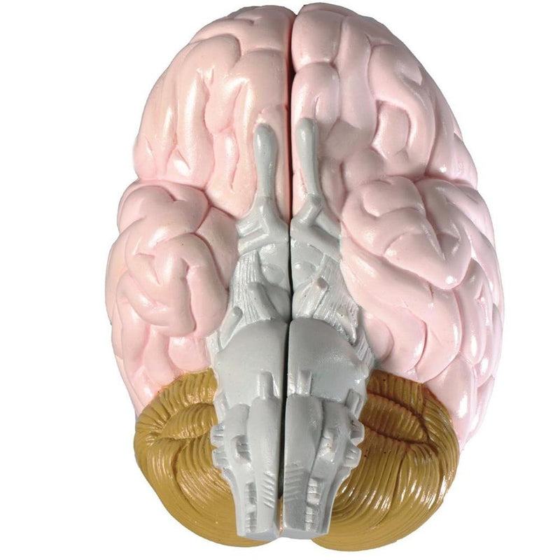Life-size Brain Model 2-part (0155-00)