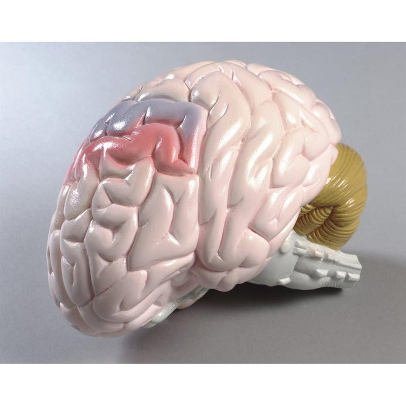 Life-size Brain Model 2-part (0155-00)