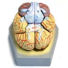 Life-size Human Brain With Arteries, 8-Part