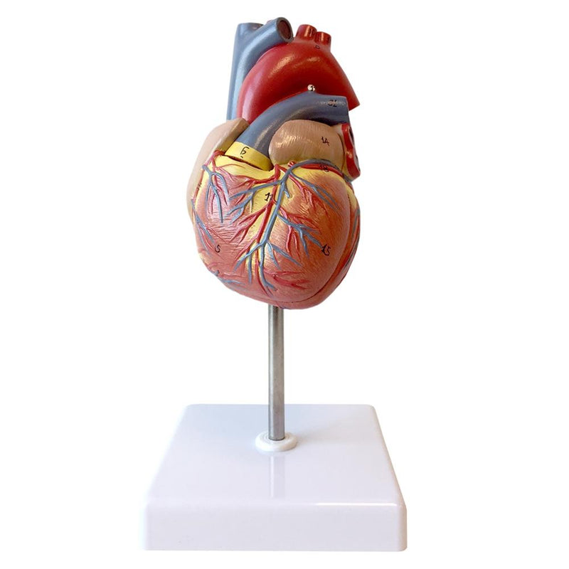Life-size Human Heart Model - 2 Part