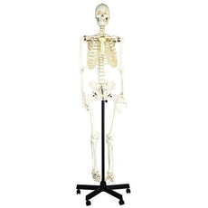 Life-size Human Skeleton Model, Mounted on a Rolling Stand
