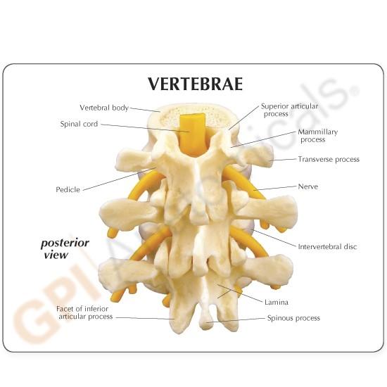 Life-Size Lumbar Vertebrae Model with Lumbar Nerve Section