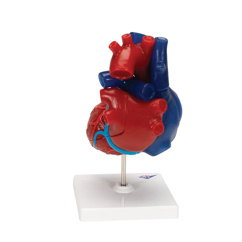 Life-size Magnetic Heart, 5 parts