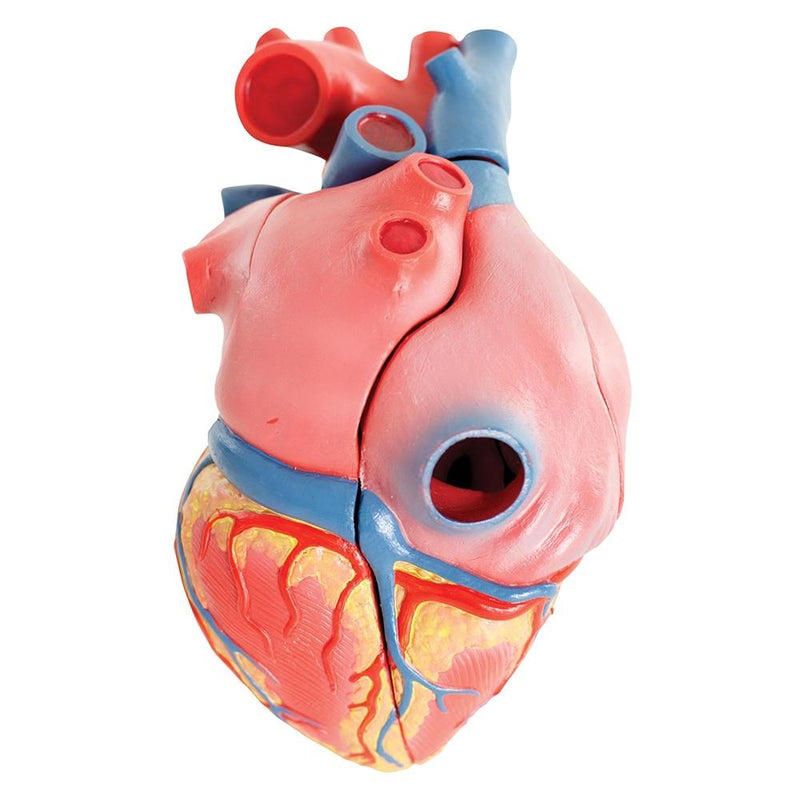Life-size Magnetic Heart Model and Cardiac Valves, 5 Parts