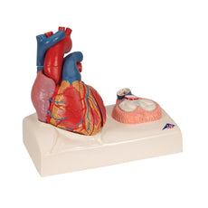 Life-size Magnetic Heart Model and Cardiac Valves, 5 Parts