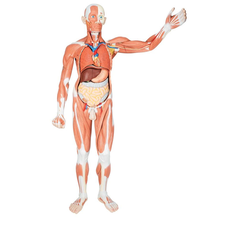 Life-size Male Muscular Figure, 37-part