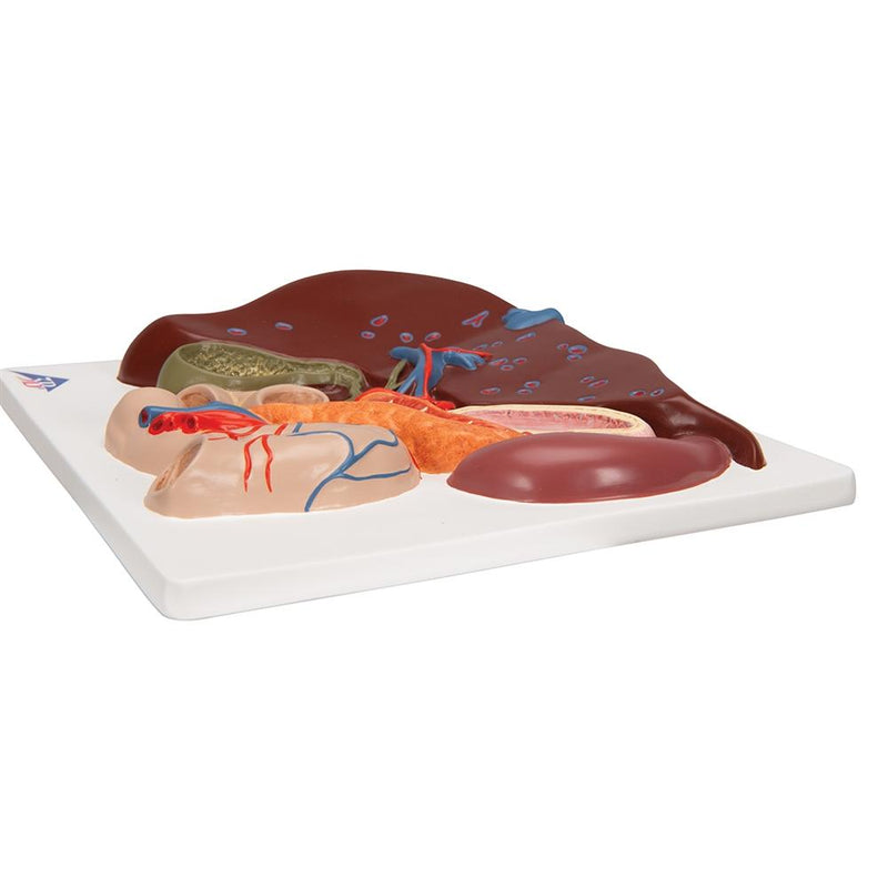 Liver Model with Gall Bladder, Pancreas and Duodenum